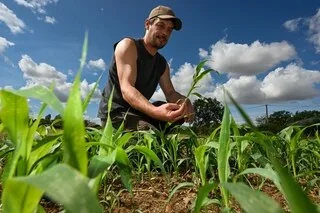 BAISSE DE PRODUCTION, CHUTE DE RENDEMENT…SÉCHERESSE ET FORTES CHALEURS ONT SOUFFRIR LES AGRICULTEURS DU MAINE-ET-LOIRE