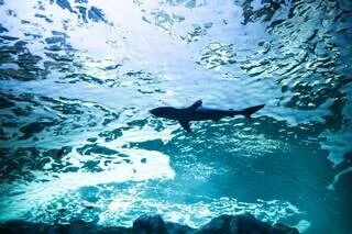 EN VACANCES AVEC SA FAMILLE AUX BAHAMAS, UN GARÇON DE 12 ANS SE FAIT ATTAQUER PAR UN REQUIN