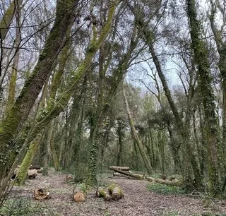DANS L’OISE, UNE TORNADE RAVAGE 40 HECTARES DE FORÊT