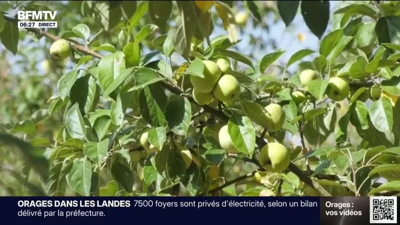 SÉCHERESSE ET VAGUES DE CANICULE À RÉPÉTITION: CE PRODUCTEUR DE CIDRE BRETON VA PERDRE ENTRE 30 À 70% DE SES RÉCOLTES DE POMMES