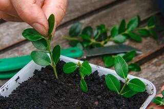 C’EST LE MOMENT IDÉAL POUR RÉALISER VOS BOUTURES D’ÉTÉ AU JARDIN : VOICI COMMENT LES RÉUSSIR À TOUS LES COUPS