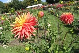 10 000 PLANTS À DÉCOUVRIR À COUTANCES LORS DE CE FESTIVAL CONSACRÉ AUX DAHLIAS