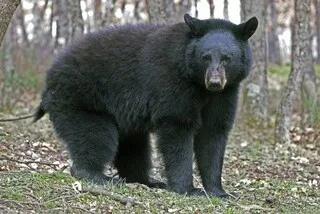 « LA SÉCHERESSE A LIMITÉ LEURS SOURCES DE NOURRITURE » : UN OURS NOIR ATTAQUE UN HOMME À LA SORTIE D’UNE LAVERIE