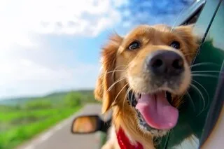 LES CHIENS ADORENT PASSER LA TÊTE PAR LA FENÊTRE DE LA VOITURE, ET CE N’EST VRAIMENT PAS POUR ADMIRER LE PAYSAGE
