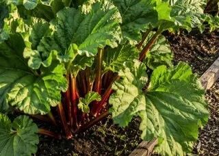 VIDÉO. COMMENT REDONNER VIE À VOTRE RHUBARBE ABÎMÉE PAR LA CHALEUR CET ÉTÉ ? ON VOUS EXPLIQUE ÉTAPE PAR ÉTAPE