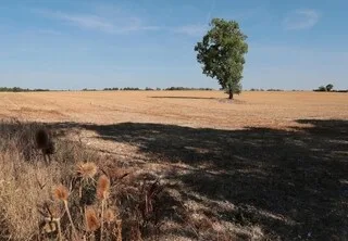 « UNE FAIBLE PROBABILITÉ DE PRÉCIPITATIONS » CES DEUX PROCHAINES SEMAINES EN SARTHE : LA SÉCHERESSE S’AGGRAVE ENCORE