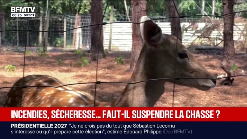 SÉCHERESSE: DES ASSOCIATIONS ET CITOYENS DEMANDENT LA SUSPENSION DE LA CHASSE DANS LES ZONES SINISTRÉES PAR LES INCENDIES À QUELQUES SEMAINES DE LA RÉOUVERTURE DE LA SAISON