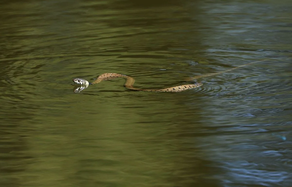 ESPAGNE : LES SERPENTS NAGEURS EFFRAIENT LES TOURISTES AUX BALÉARES