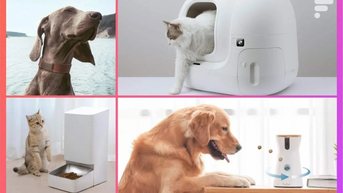 LITIÈRE, FONTAINE, PET CARE… QUELS OBJETS CONNECTÉS CHOISIR POUR NOS ANIMAUX DE COMPAGNIE ?