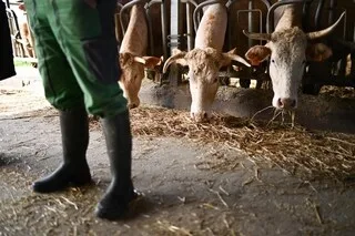 CES ÉLEVEURS VEULENT ABATTRE LEURS ANIMAUX À LA FERME, POUR « LEUR OFFRIR UNE FIN DE VIE SEREINE »