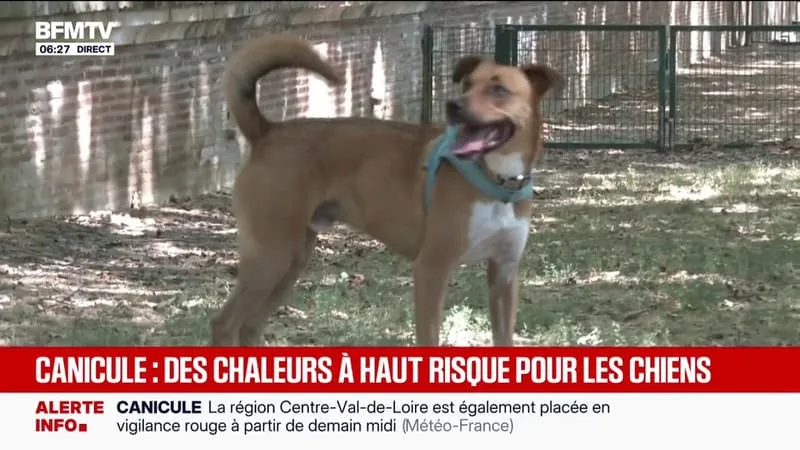 CANICULE: AVEC LES FORTES CHALEURS, LES CHIENS SOUFFRENT DE COUP DE CHAUD