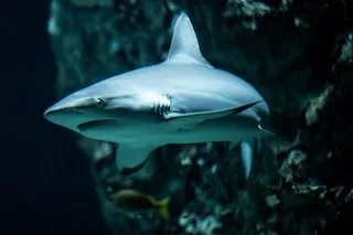 UN HOMME MEURT APRÈS AVOIR ÉTÉ ATTAQUÉ PAR UN REQUIN EN AUSTRALIE
