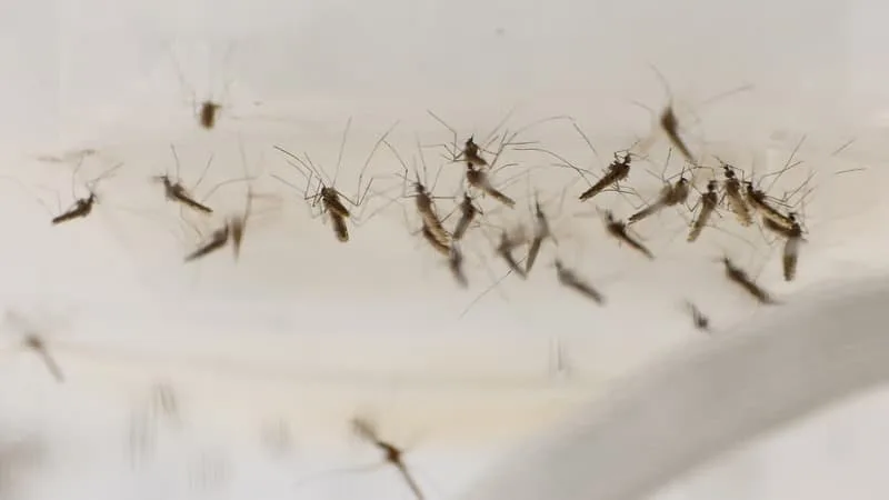 244 CAS ENREGISTRÉS DEPUIS LE DÉBUT DE L’ANNÉE: LE PALUDISME FAIT SON RETOUR À MAYOTTE ET INQUIÈTE LES AUTORITÉS SANITAIRES