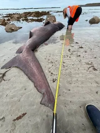 « C’EST UN ÉVÉNEMENT EXCEPTIONNEL » : UN REQUIN FÉROCE S’ÉCHOUE SUR LES CÔTES DE JERSEY