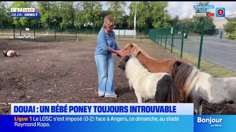 A DOUAI : UN BÉBÉ PONEY TOUJOURS INTROUVABLE