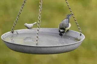 SIX GESTES SIMPLES À CONNAÎTRE POUR AIDER LES OISEAUX À SURVIVRE À LA CANICULE