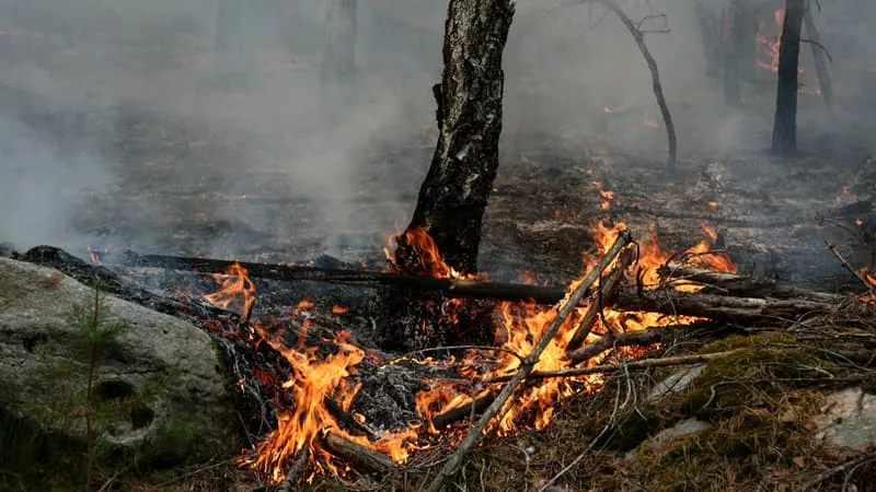 INCENDIE À FONTAINEBLEAU: UNE NOUVELLE PERSONNE INTERPELLÉE ET PLACÉE EN GARDE À VUE, DES JOURNAUX FROISSÉS ET UN BRIQUET DÉCOUVERTS DANS SON VÉHICULE