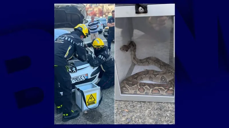 UN BOA CONSTRICTOR D’1M50 DÉCOUVERT DANS LE CAPOT D’UNE VOITURE PRÈS DE TOULOUSE, CINQ POMPIERS MOBILISÉS