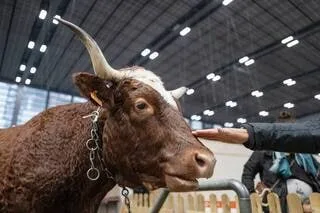 INFOGRAPHIE. UNE RACE BOVINE MÉCONNUE SERA LA STAR DU PROCHAIN SALON DE L’AGRICULTURE : POURQUOI CE CHOIX N’A RIEN D’ANODIN