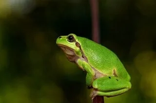 QU’EST-CE QUE L’ALLÉGORIE DE LA GRENOUILLE ET COMMENT ILLUSTRE-T-ELLE NOTRE INACTION FACE AU CHANGEMENT CLIMATIQUE ?