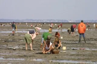 GRANDES MARÉES : QUELS SONT LES 5 OUTILS INDISPENSABLES POUR RÉUSSIR VOTRE PÊCHE À PIED ?