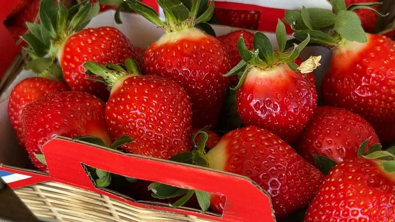 ON DEVAIT IMPORTER 70% DE NOS FRAISES IL Y A 15 ANS, AUJOURD’HUI ON PRODUIT PLUS DE LA MOITIÉ DE CE QU’ON CONSOMME: COMMENT LA FILIÈRE FRANÇAISE A ÉVITÉ LE DÉSASTRE ET TIENT DÉSORMAIS TÊTE À L’ESPAGNE