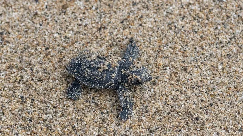 UNE QUARANTAINE DE BÉBÉS TORTUES, MENACÉES PAR LES ORAGES DANS LE VAR, ONT ÉTÉ SAUVÉES SUR LA PLAGE À SAINT-RAPHAËL