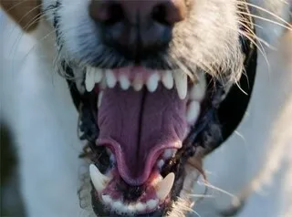 « ON A ÉCHAPPÉ AU PIRE »: SOUS L’EFFET DE MEUTE, SES CHIENS ONT ATTAQUÉ UN PÈRE ET SA FILLE, LE PROPRIÉTAIRE S’EN SÉPARE