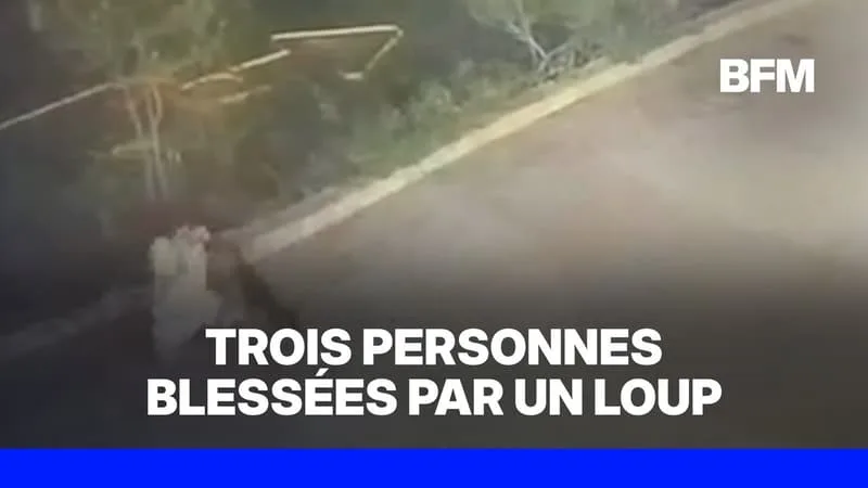 DES TOURISTES BLESSÉS PAR L’ATTAQUE D’UN LOUP EN ITALIE