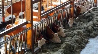 « UN CLOU DE PLUS DANS LE CERCEUIL » : LES ÉLEVEURS DE BOVINS INQUIETS ET DÉJÀ EN DIFFICULTÉ APRÈS L’ÉTÉ CANICULAIRE