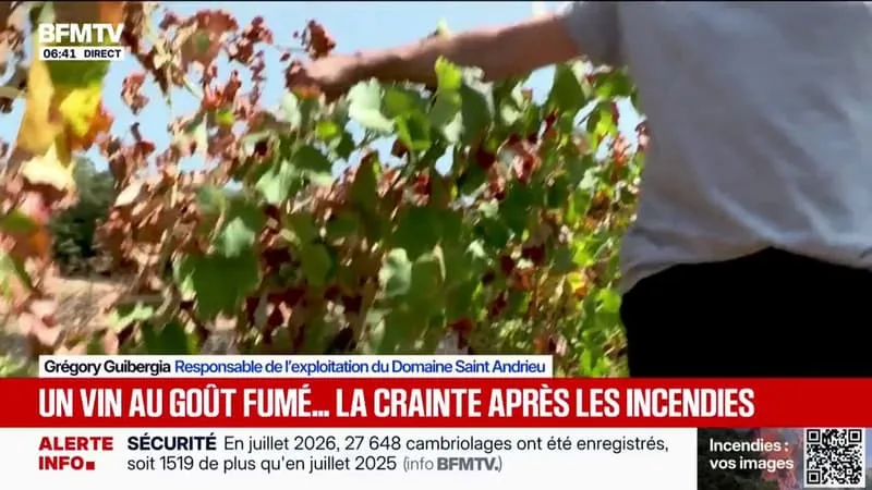 CE VIGNERON DU VAR CRAINT DU VIN « AU GOÛT DE BRÛLÉ » À CAUSE DE L’INCENDIE