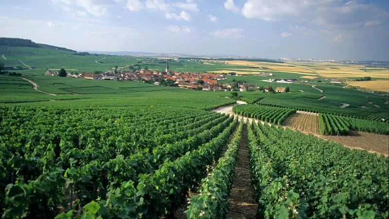 UN RECORD DE PRÉCOCITÉ DÛ AUX VAGUES DE VALEUR: C’EST DÉJÀ LE DÉBUT DES VENDANGES EN CHAMPAGNE (SOIT DEUX SEMAINES PLUS TÔT QU’IL Y A VINGT ANS)