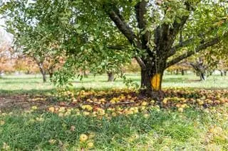 PEUT-ON ABATTRE UN ARBRE DANS SON JARDIN SANS AUTORISATION ? ON VOUS RÉPOND