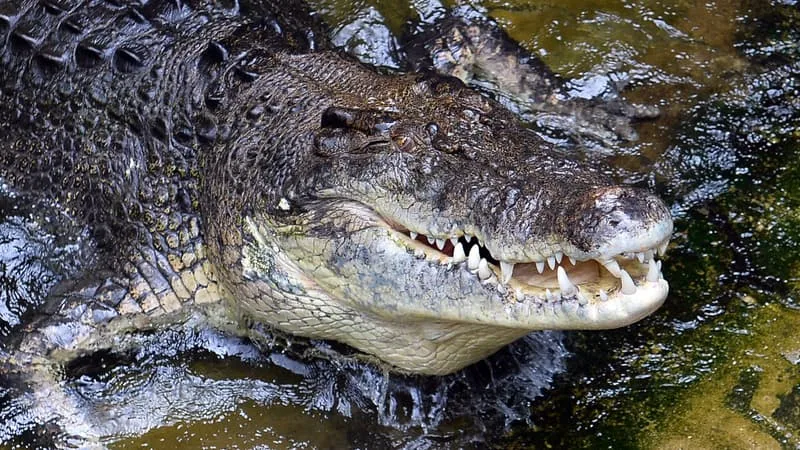 UN ENFANT DE TROIS ANS GRIÈVEMENT BLESSÉ DANS L’ENCLOS DES CROCODILES D’UN ZOO BRITANNIQUE, UN HOMME INTERPELLÉ