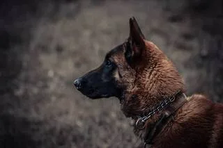 UN CHIEN DE SÉCURITÉ À L’AGONIE FILMÉ APRÈS UN COUP DE CHAUD SOUS LA TOUR EIFFEL, LA VIDÉO FAIT SCANDALE