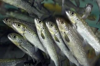 MÉGAFERME DE SAUMONS EN GIRONDE : DES ÉLUS S’UNISSENT DANS UN COLLECTIF « NO SALMON » APRÈS LE FEU VERT DE LA PRÉFECTURE