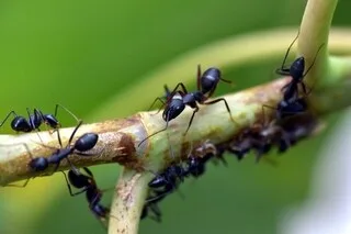 PRISES ÉLECTRIQUES, SALLES DE BAINS, VOITURES… DES MILLIERS DE FOURMIS ENVAHISSENT UN VILLAGE D’EURE-ET-LOIR