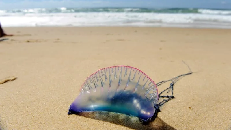 UNE PIQÛRE « TRÈS DOULOUREUSE »: LES PHYSALIES, ANIMAUX TRÈS URTICANTS À L’ALLURE DE MÉDUSE, DE RETOUR SUR LES PLAGES DU LITTORAL AQUITAIN