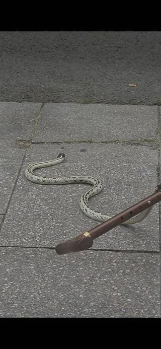 « IL AVAIT ENVIE DE S’ENFUIR » : ELLE DÉCOUVRE UN SERPENT DANS LE CENTRE-VILLE D’ANGERS ET LE MET À L’ABRI CHEZ ELLE