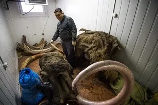 RUSSIE : LA RUÉE VERS L’IVOIRE DE MAMMOUTH S’INTENSIFIE AVEC LA FONTE DU PERMAFROST