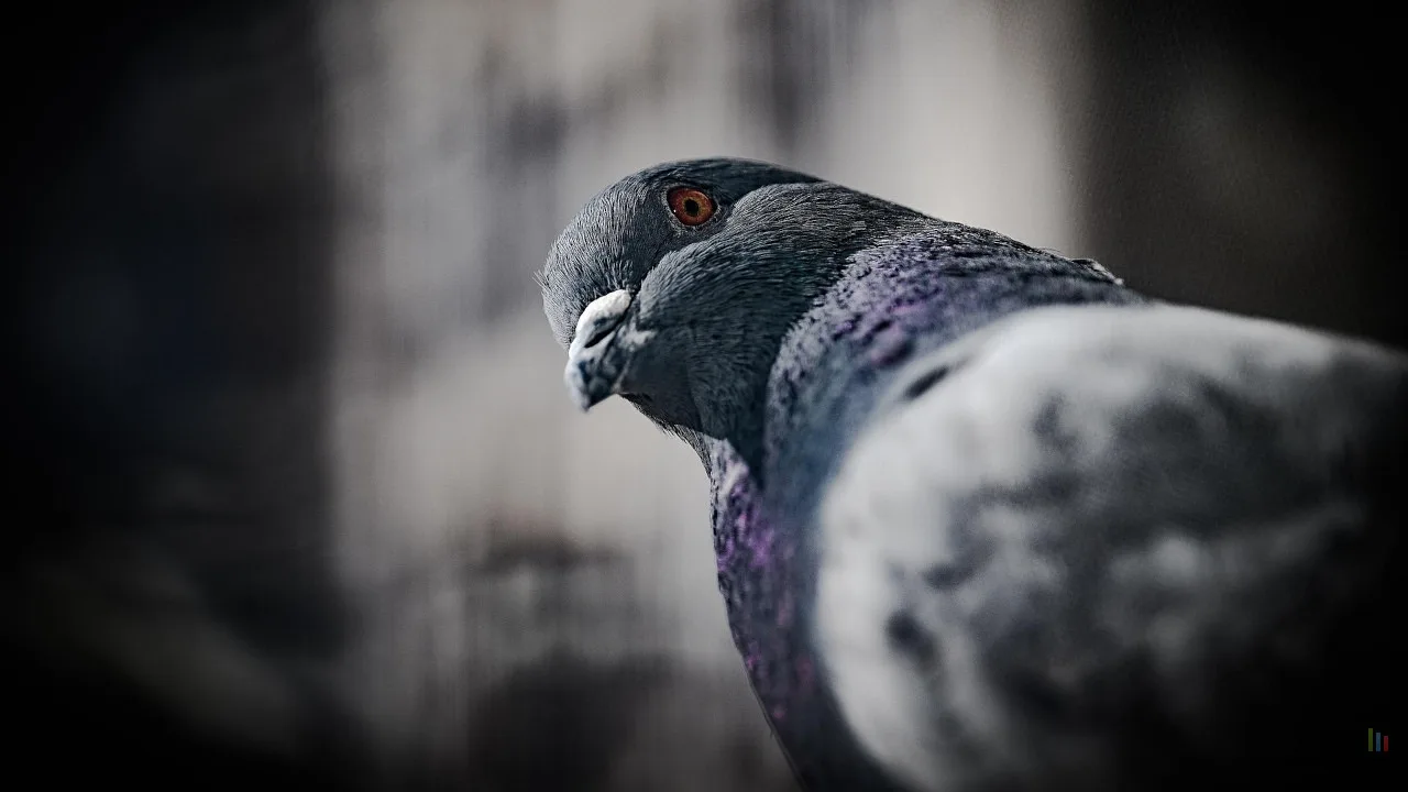 LES PIGEONS FIGENT LEUR REGARD POUR VOLER