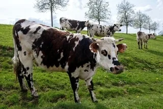 « ELLE EST TOMBÉE DU CIEL » : UNE VACHE CHUTE D’UNE FALAISE DE 30M ET ATTERRIT DANS LE JARDIN D’UNE MAISON EN BRETAGNE