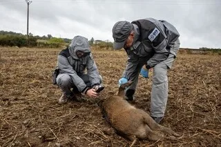 VIDÉO. « C’EST VRAIMENT MYSTÉRIEUX » : LA MORT INEXPLIQUÉE DE CINQ SANGLIERS DANS UN CHAMP DU MAINE-ET-LOIRE