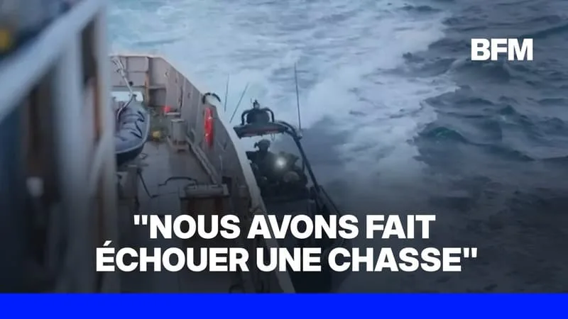 UN NAVIRE DE LA FONDATION WATSON ARRAISONNÉ EN ISLANDE LORS D’UNE ACTION CONTRE LA CHASSE À LA BALEINE