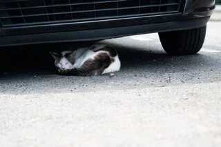 INCENDIES : QUE DEVIENNENT LES ANIMAUX DOMESTIQUES LORS DES ÉVACUATIONS ?