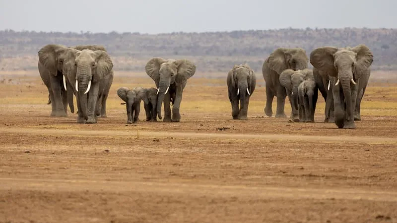 LA MORT DE 15 ÉLÉPHANTS AU KENYA ATTRIBUÉ À L’ABSORPTION DU CYANURE CONTENU DANS DES PESTICIDES