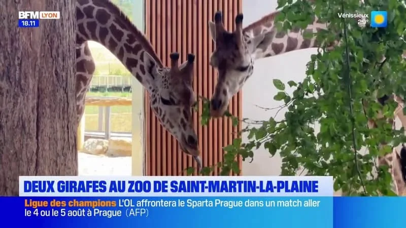 DEUX GIRAFES AU ZOO DE SAINT-MARTIN-LA-PLAINE