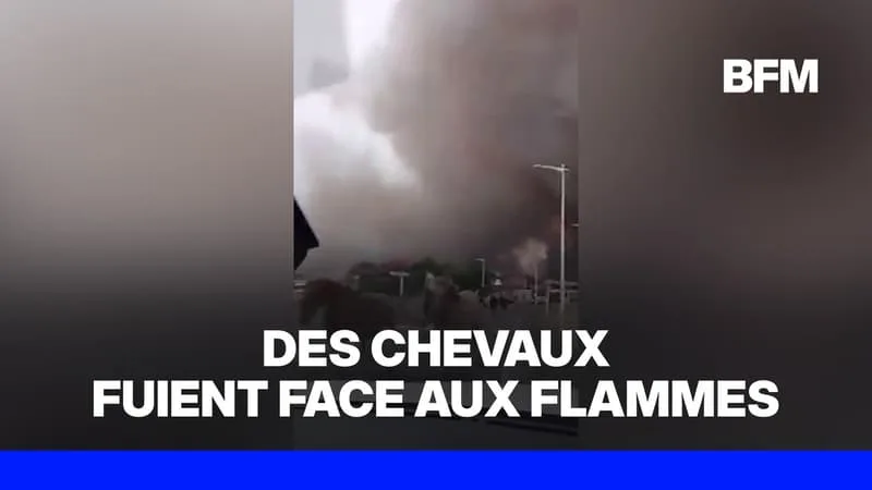 INCENDIE DANS LES LANDES: DES CHEVAUX LIBÉRÉS DE LEUR CENTRE ÉQUESTRE PRENNENT LA FUITE FACE AUX FLAMMES