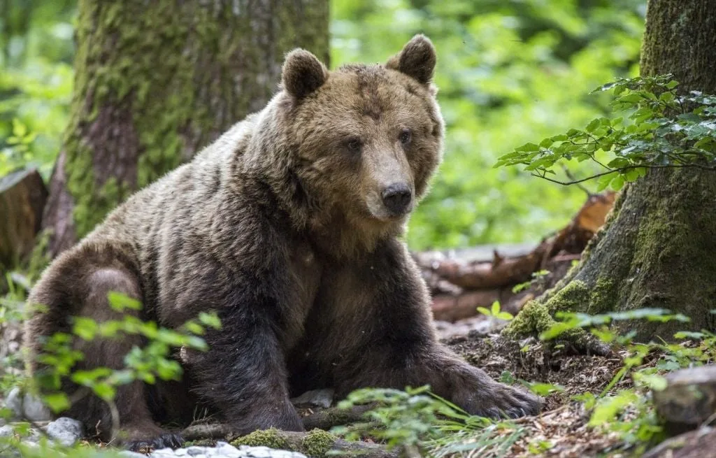MONGOLIE : UN HOMME TUÉ PAR UN OURS DANS LA BANLIEUE DE LA CAPITALE, UNE FEMME GRIÈVEMENT BLESSÉE