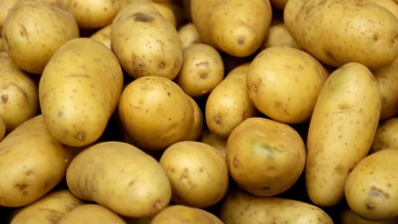 LES FRITES SERONT PLUS PETITES DANS LES PROCHAINS MOIS: ENTRE SÉCHERESSE, CHALEUR ET SURPRODUCTION, LA RÉCOLTE FRANÇAISE DE POMMES DE TERRE S’ANNONCE TRÈS MAUVAISE EN 2026